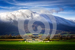 Sheep in ayala valley photo