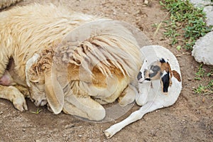 Sheep and baby