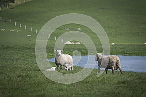 Sheep and baby in farm, Australia