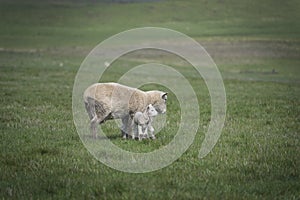 Sheep and baby in farm, Australia