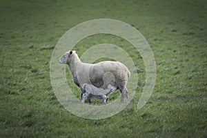 Sheep and baby in farm, Australia