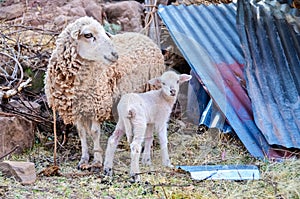 Sheep and baby lamb photo