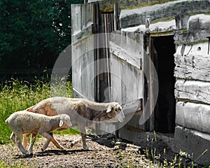 Sheep and Baby Lamb Walking into Old Fashioned Barn