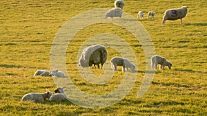Sheep and baby lambs in a field on a farm at sunset or sunrise