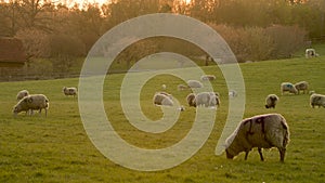 Sheep and baby lambs grazing in a field on a farm at sunset or sunrise