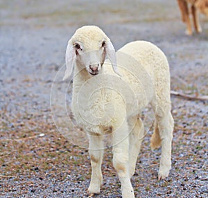 Sheep baby portrait