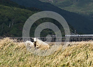 Sheep by Barmouth, Wales