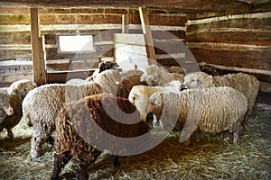 Sheep in a Barn