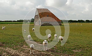 Sheep barn Netherlands