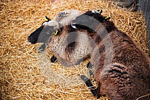 Sheep in a barn on straw. Animal husbandry and farming.