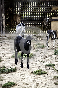 Sheep in pen photo