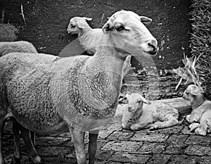 Sheep in pen photo