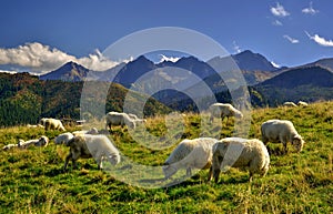 Sheep on a img