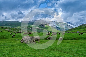 Sheep in beautiful mountain view Kashmir state, India