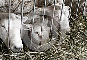 Sheep behind bars