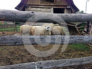 Sheep behind fence