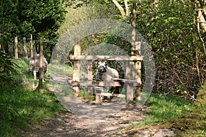 Sheep behind fence grazing in the Cumbrian fells