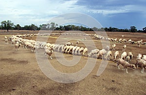 Sheep being hand fed during drought