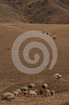 Sheep being herded enjoy grazing dry meadow on the slopes of hillside