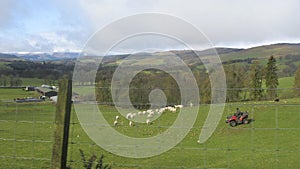 Sheep being herded by farmer on quad bike