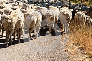 Sheep being herded on a livestock corridor road