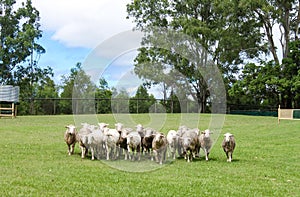 Sheep being rounded up - some shorn and some with wool - in green field with gum trees and fence in background photo