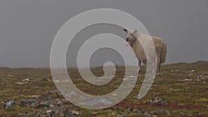 Sheep with bell and red as well as purple colored marking on meadow looking at camera through the fog.