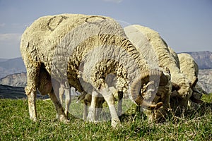 Sheep with big horns graze on a meadow in the mountains