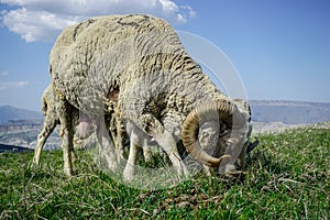 Sheep with big horns graze on a meadow in the mountains