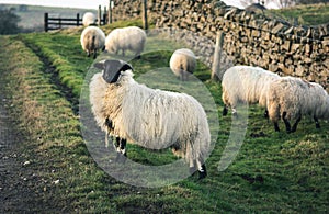 Sheep with black face