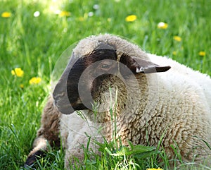 A sheep with a black head lying in the grass.