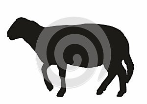 Sheep, black silhouette of farm animal, vector icon, eps.