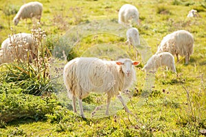 Sheep bleat and graze in the Sardinian countryside.