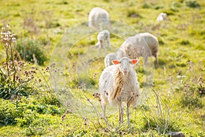 Sheep bleat and graze in the Sardinian countryside.