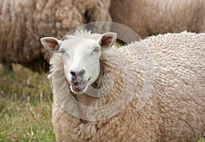 Bleating sheep