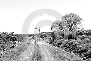 Sheep blocking historic Postal Route near Sutherland. Monochrome