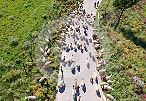 Sheep blocking the road, as they are being moved. Transhumance Sicily, Italy