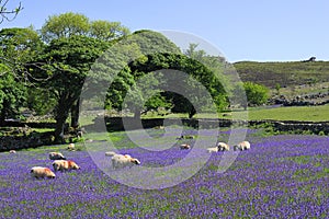 Sheep and bluebells on Dartmoor