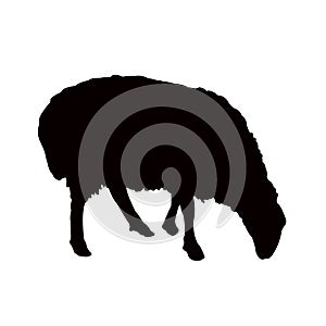 A sheep body black color silhouette vector