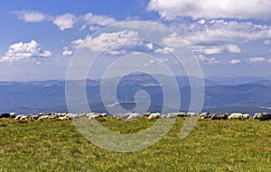 Sheep on the boundless Carpathian meadows. Svidovets mountain massif, Carpathians, Ukraine.