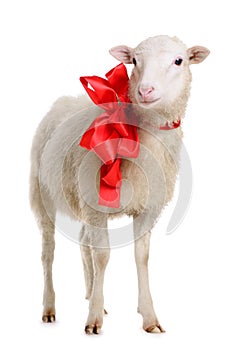 Sheep with bow