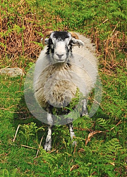 Sheep in the Bracken