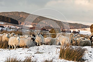 Sheep on the Braes of Abernethy in the Highlands of Scotland.