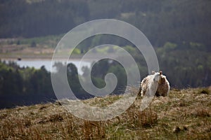 Sheep in the Brecon Beacons