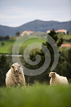 Sheep breed latza in the field with long hair