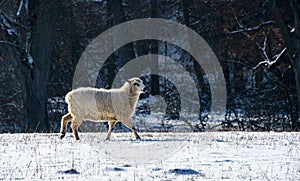 sheep breed - valaska