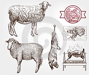 Sheep breeding