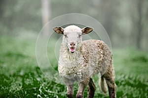 Sheep breeding of Latxa race in a green meadow 2.