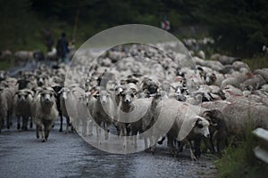 Sheep breeding and nomadic shepherds in Romania