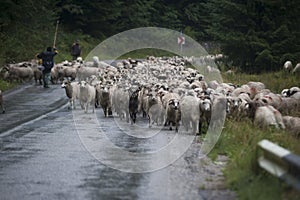 Sheep breeding and nomadic shepherds in Romania